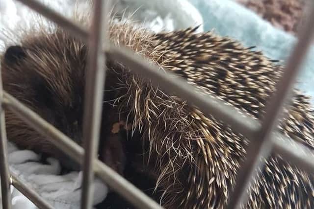 The hedgehog had lost three toes and had a badly injured foot (Picture: Natalie Wilkinson)