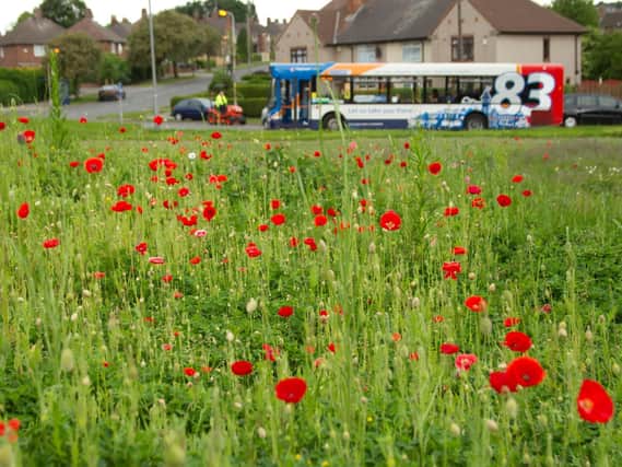 Urban flower planting with poppies, Papaver rhoeas, Sheffield.