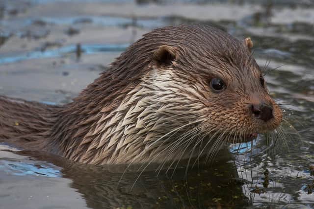 The otter has been reintroduced to the River Don.