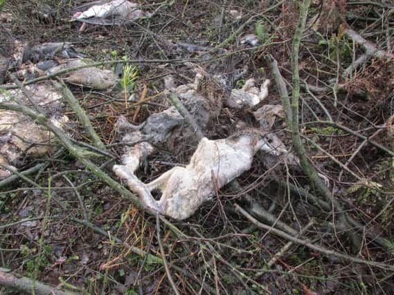 A stink pit reportedly found on the Moscar estate in Sheffield (pic: Sheffield and Rotherham Wildlife Trust)