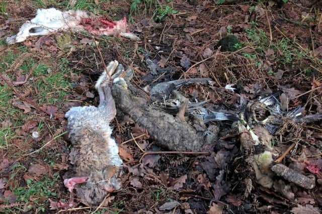 A stink pit reportedly found in the Strines area of Sheffield (pic: Sheffield and Rotherham Wildlife Trust)