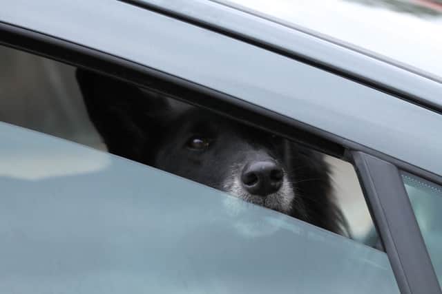 Opening the windows is not enough to keep animals safe (Photo: Shutterstock)