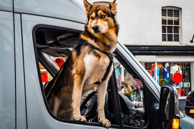 You must make sure your dog is properly restrained on the move (Photo: Shutterstock)
