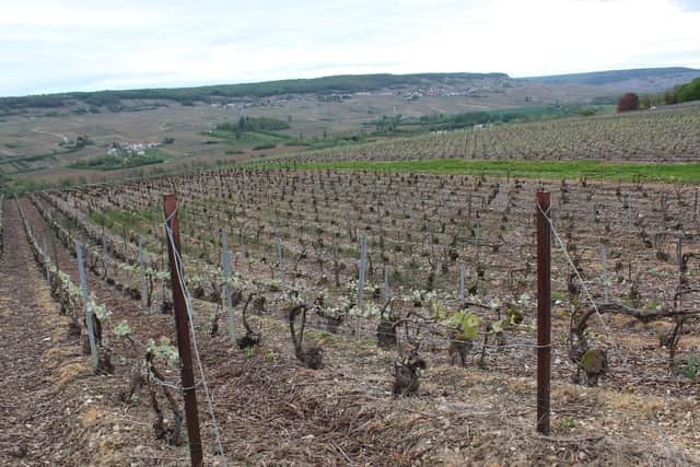 The vineyards in Hautvillers.