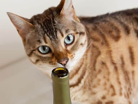 Allowing your cat to consume alcohol can be extremely dangerous, as it is absorbed into the body very quickly. Even small amounts can damage the liver and brain, while more than that can lead to intoxication, coma and death.