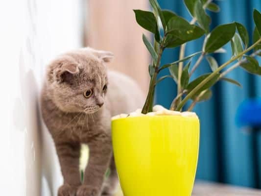 There are hundreds of common house plants that can be lethal to cats, which if consumed can cause be toxic. Ivy, aloe, amaryllis, peony, lily and begonia are just a few which are poisonous. The ASPCA has a complete list.
