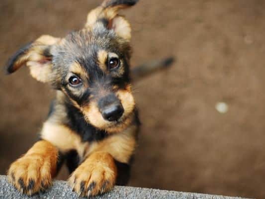 Charlie ranks first in the list as the most popular dog name in 2020.