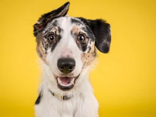 Loki continues to be a popular name for pooches, ranking second in the list.