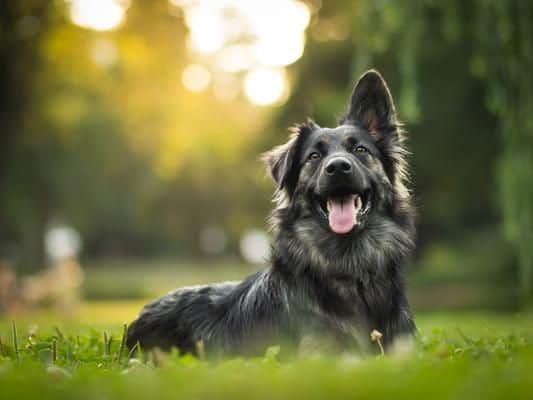 Harley takes the third spot in the list, predicted to be popular for your pooch in 2020.